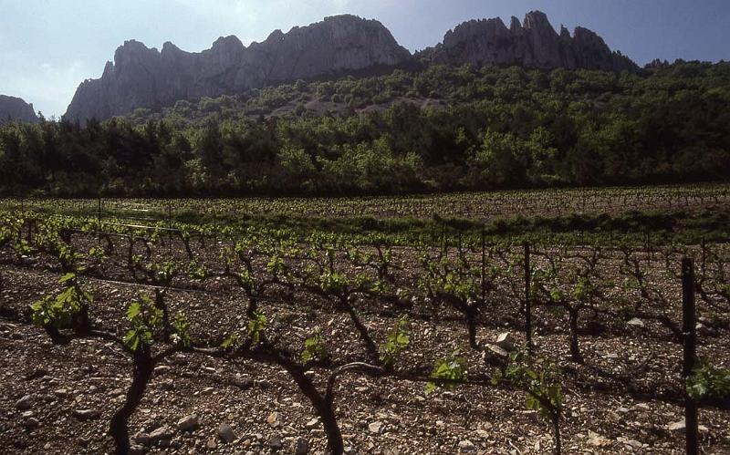 France 99 Dentelles Vineyard.jpg